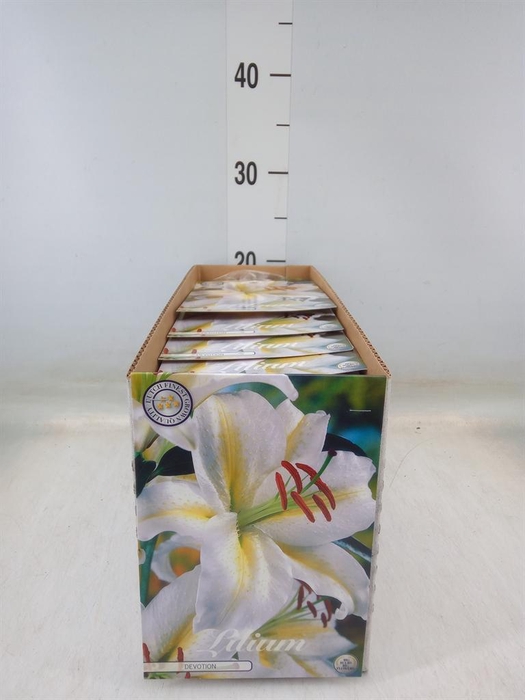 <h4>Flowerbulbs, corns or tubers   ...</h4>