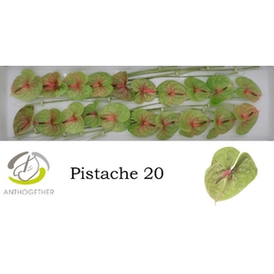 Anth A Pistache 9 cm X20 Wijnen