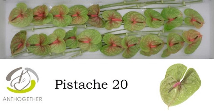 <h4>Anth A Pistache 9 cm X20 Wijnen</h4>