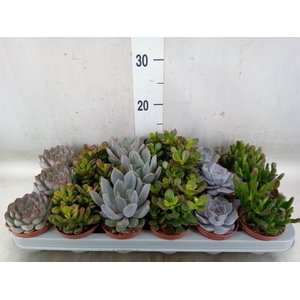 Succulents   ...