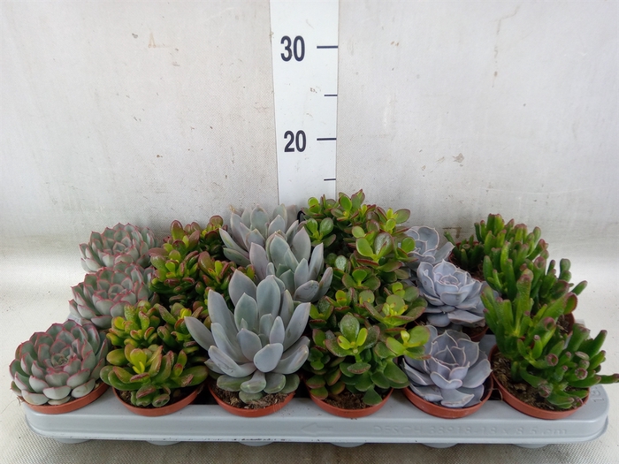 <h4>Succulents   ...</h4>