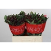 Hypericum Rocky Romance