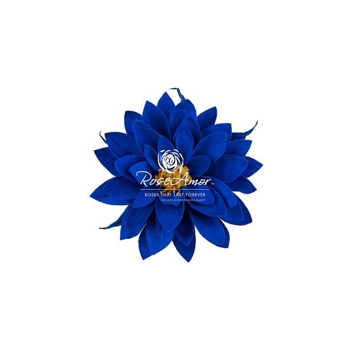 <h4>Dalia Blu03</h4>