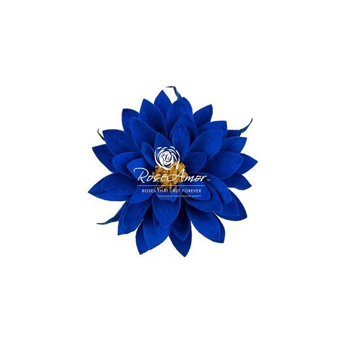 <h4>Dalia Blu03</h4>