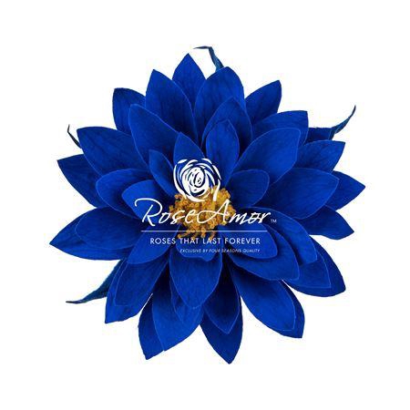 Dalia Blu03