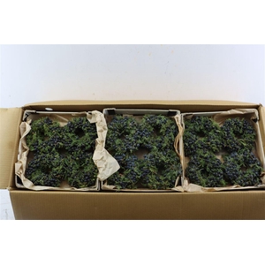 Wr Sierfruit Juniperus Black 12cm
