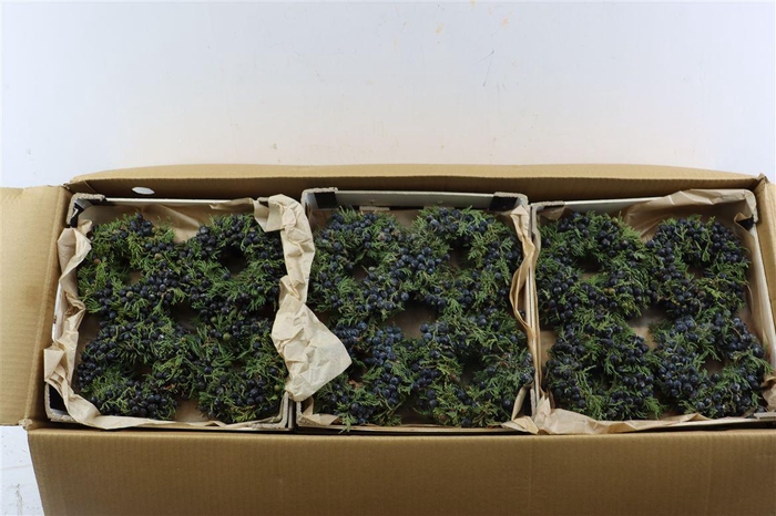 <h4>Wr Sierfruit Juniperus Black 12cm</h4>