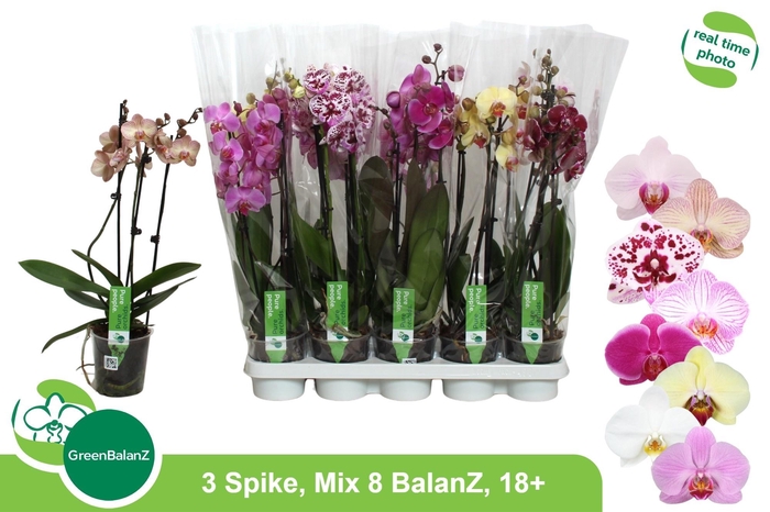 <h4>PHAL GEM 8 KL</h4>