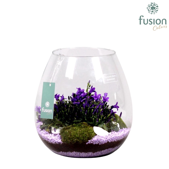 <h4>Glazen vaas M met Campula purple serie D24 H27 24uur levertijd</h4>