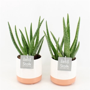 Aloe Vera in Milou Keramiek