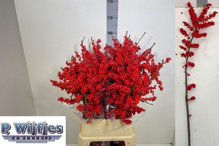 <h4>ILEX VE RODE BES</h4>