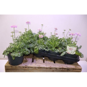 arr8 Scab Co Pink Mist