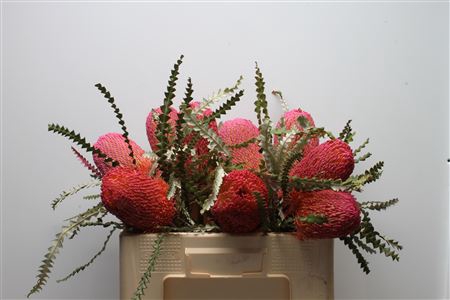 <h4>Banksia Speciosa Dusty Pink</h4>