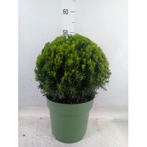 Taxus   ...