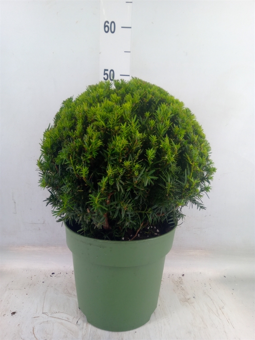 <h4>Taxus   ...</h4>