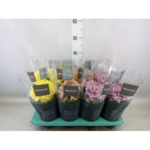 Chrysanthemum  'Vienna Coco'  ..mix