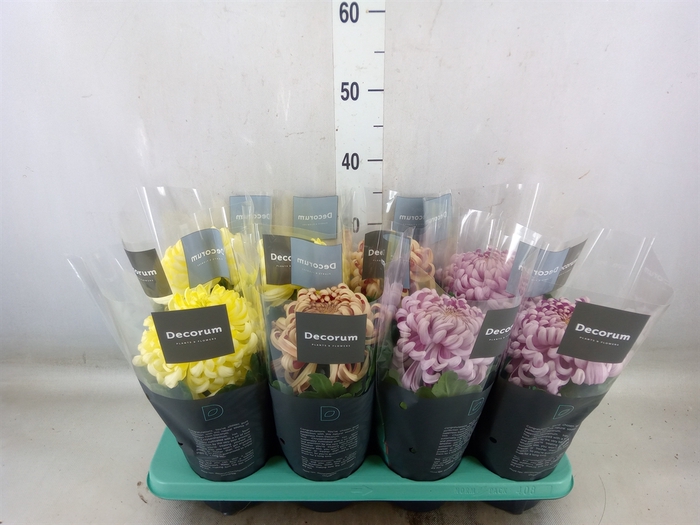 <h4>Chrysanthemum  'Vienna Coco'  ..mix</h4>