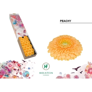 Germini Pomponi Peachy Doos
