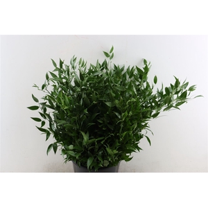 Ruscus Medium 150gr P Bunch