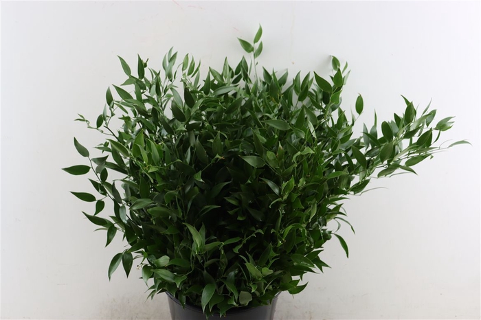 <h4>Ruscus Medium 150gr P Bunch</h4>