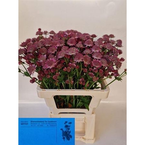 Astrantia Roma