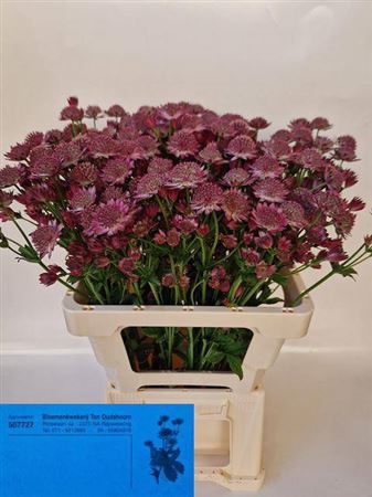 <h4>Astrantia Roma</h4>
