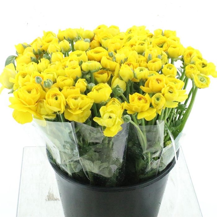 <h4>Ran El Yellow Super</h4>