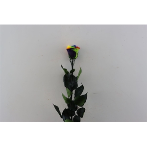 Ro Pres Stem Rainbow