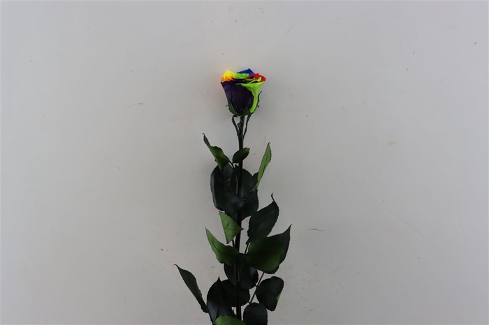Ro Pres Stem 50cm Rainbow