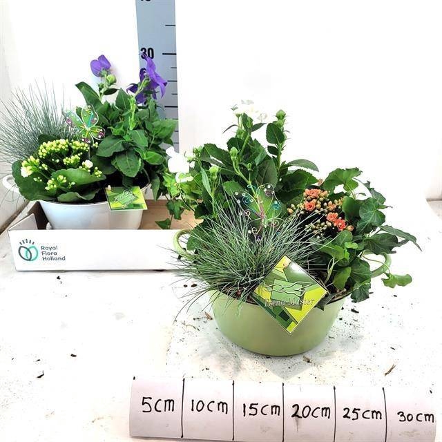 <h4>ARR TUINPLANTEN</h4>