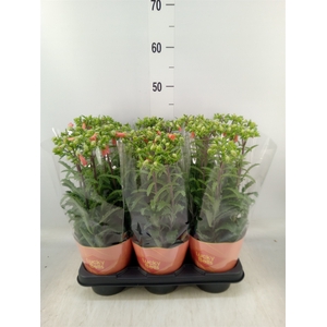 Kalanchoe HG 'Lucky Bells'