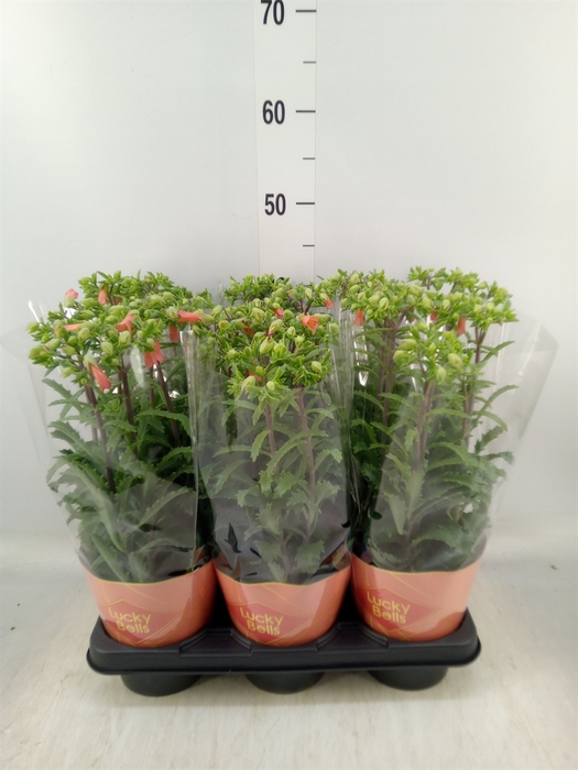 <h4>Kalanchoe HG 'Lucky Bells'</h4>