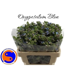 OXY CO TAN PURE BLU