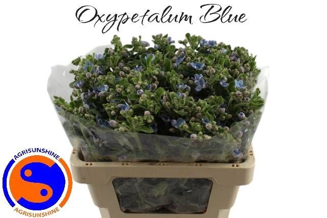 OXY CO TAN PURE BLU