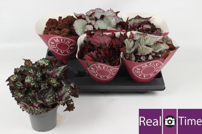 <h4>BEG BEL GEM</h4>