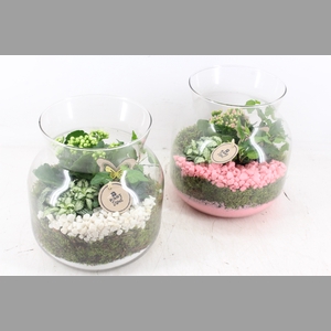 arr2 PL - Glas candy L x2 - roze/wit