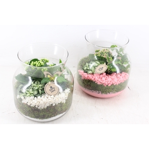 arr2 PL - Glas candy L x2 - roze/wit