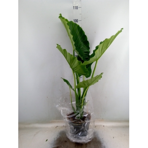 Alocasia gageana
