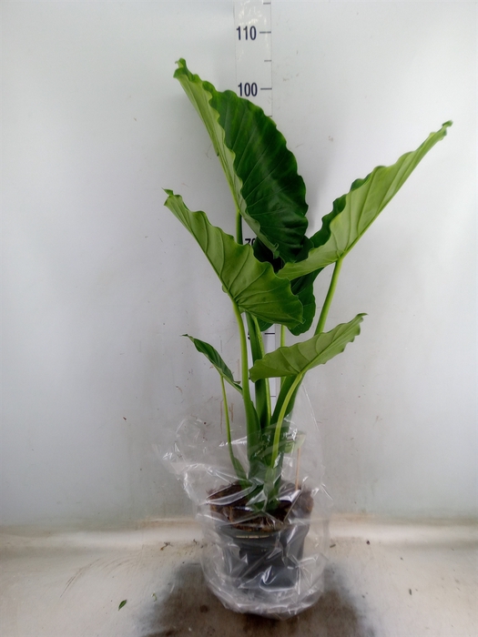 <h4>Alocasia gageana</h4>