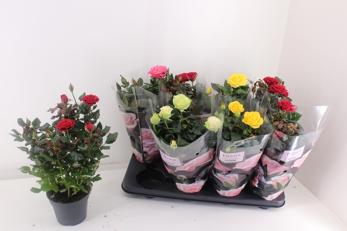 <h4>RO PATHIT GEM 4 SRT</h4>