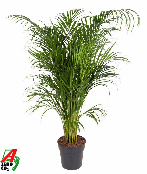 <h4>Dypsis Lutescens(Areca) P24</h4>