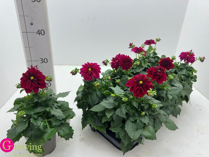 <h4>DAHLIA DAHL PATTY</h4>