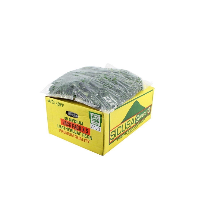 <h4>Lederv. Medium V P X5</h4>