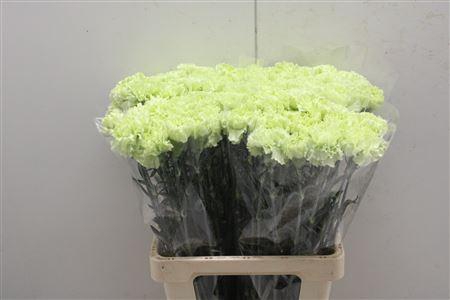 <h4>Di St Goblin</h4>