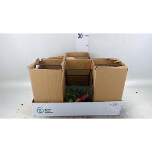 Arr. Kamerplant Groen H%