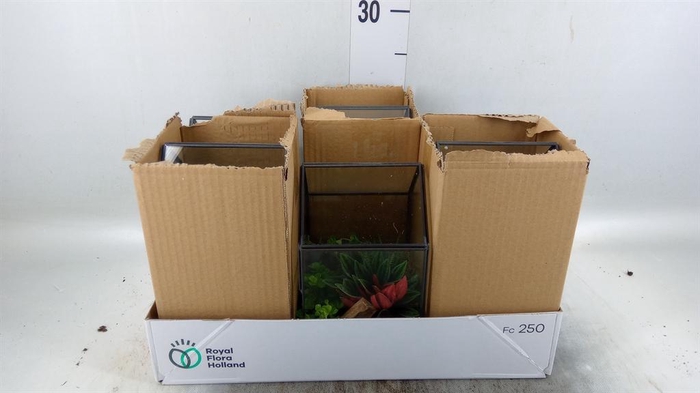 <h4>Arr.   Kamerplant Groen H%</h4>