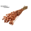 Papaver per bunch Copper + Glitter