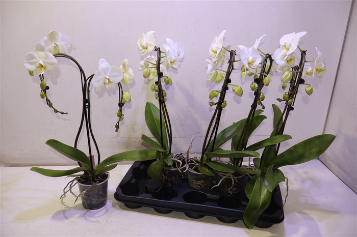 <h4>Phal Ov Wit Umbrella</h4>