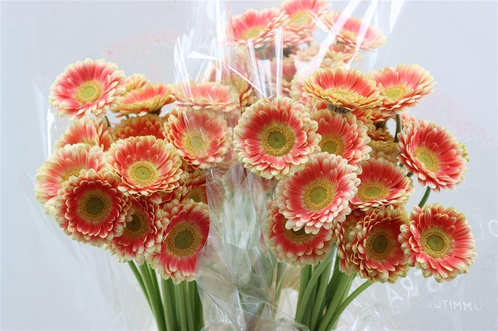 <h4>Ge Mi Tompouce Xxl</h4>