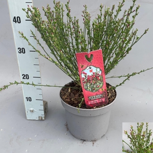 CYTI PR BOSKOOP RUBY